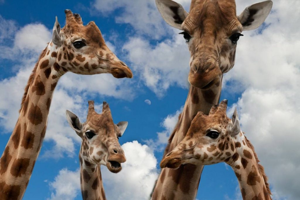 Honeymoon Safari Nairobi Giraffe