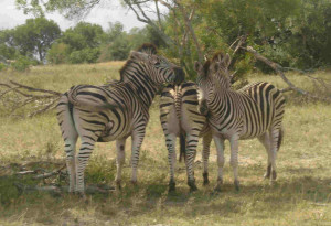 South Africa Safari Zebra