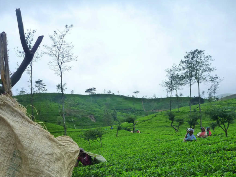 sri-lanka-Holiday tours