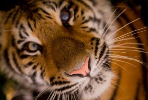 tigers Taj Mahal Holiday