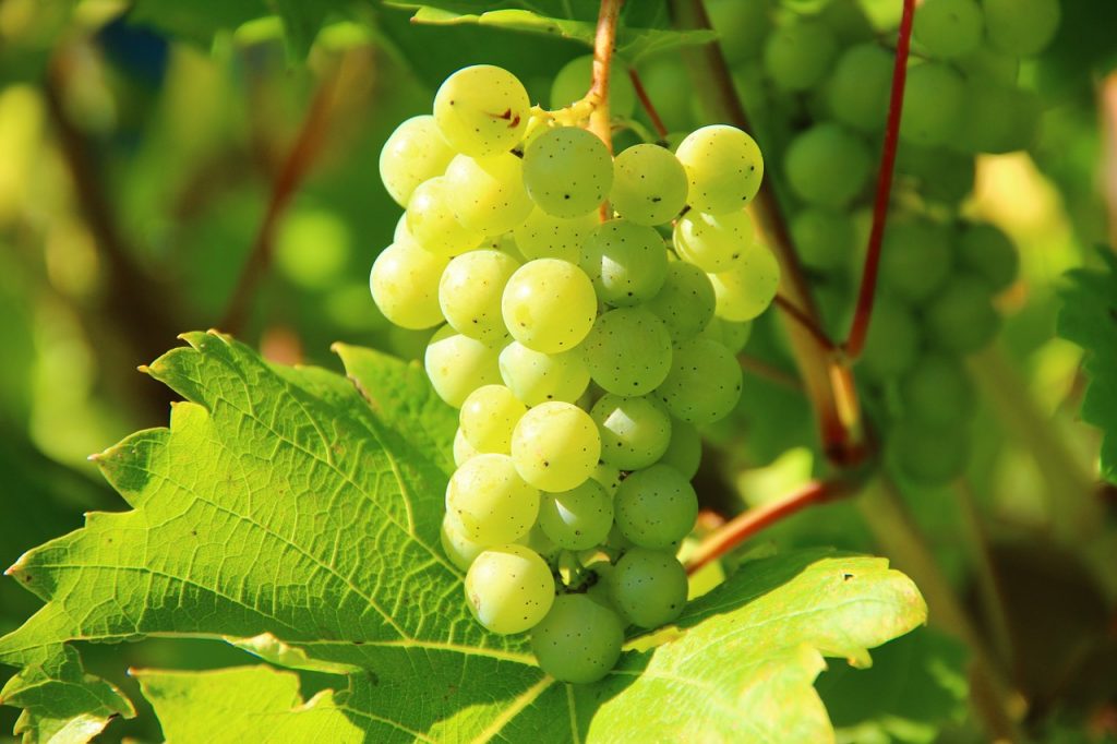 Vineyards Finger Lakes