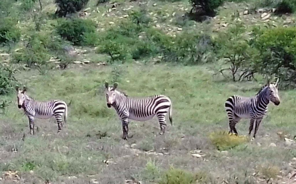 Zebra National Park South Africa 1
