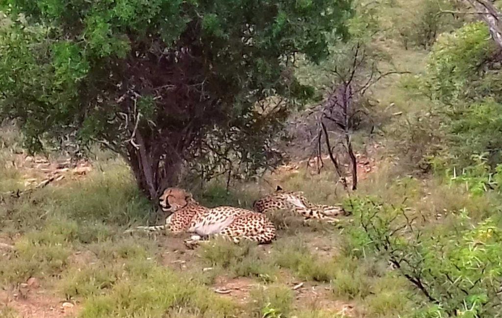 cheetah trekking South Africa